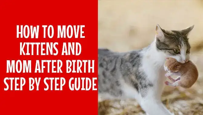 How To Move Kittens And Mom After Birth- Step By Step Guide