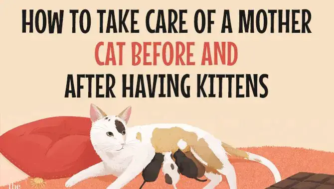 How To Take Care Of A Mother Cat Before And After Having Kittens