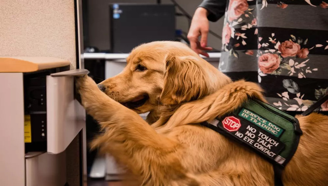 Importance Of Service Dogs