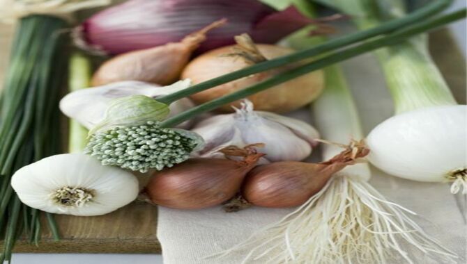 Onions, Garlic, Chives, & Leeks
