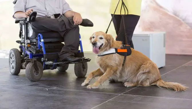 Service Dogs In Places Of Business