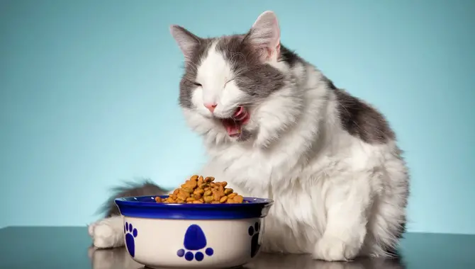 The 5 Best Small Pellet Cat Food Brands