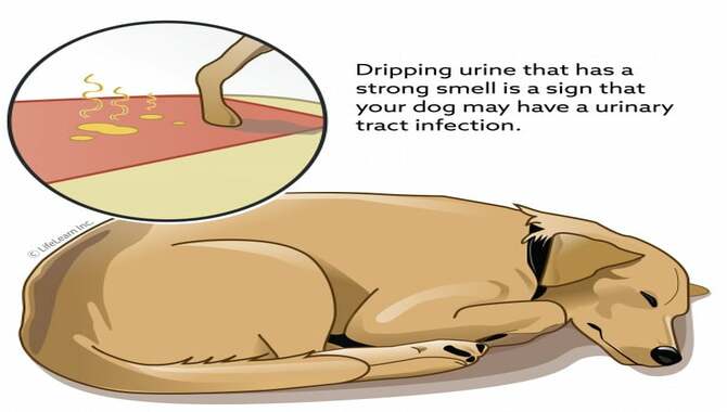 The Causes Of Dog Urinary Tract Infections Utes