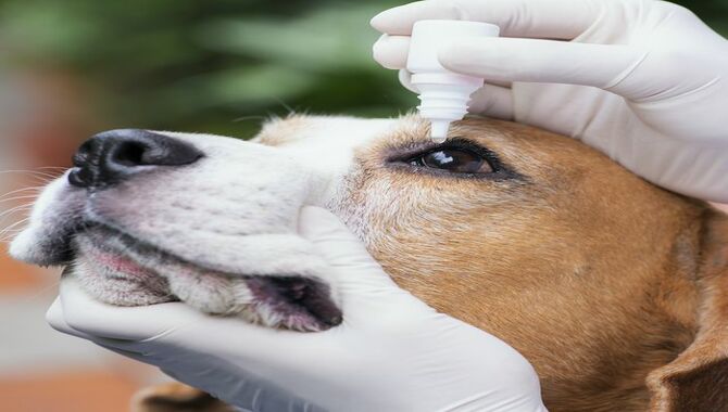 Treatment For Dog Conjunctivitis