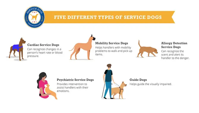 Types Of Service Dogs