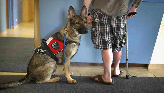 facts-about-service-dogs-tips-tricks