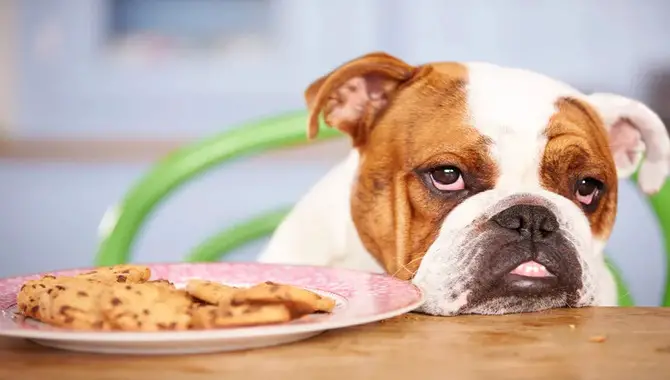 What To Do If Your Dog Eats A Toxic Food