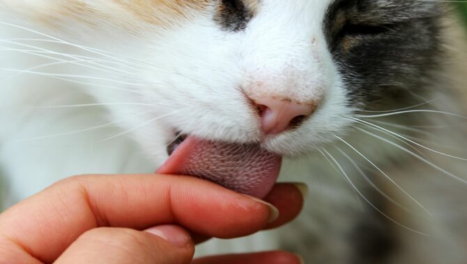 Why Do Cats Lick You