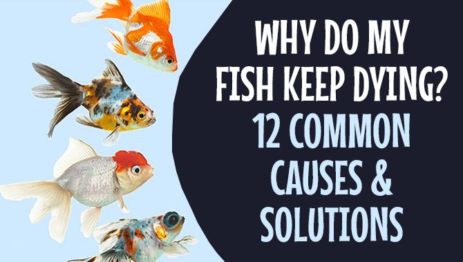Why Do My Fish Keep Dying? Common Causes & Solutions