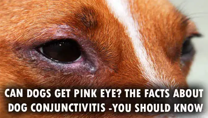 Can Dogs Get Pink Eye? The Facts About Dog Conjunctivitis -You Should Know