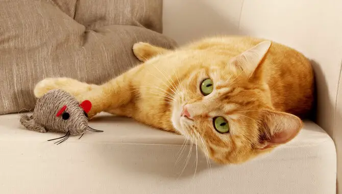 Cats Hunt Mice Because They Enjoy Playing Games With Prey