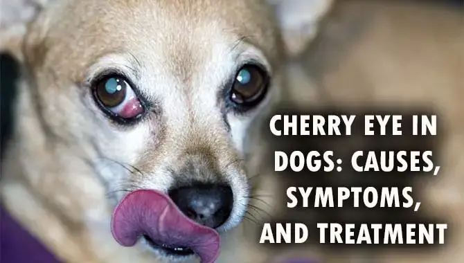 Cherry Eye In Dogs- Causes, Symptoms, And Treatment