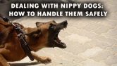 Dealing With Nippy Dogs