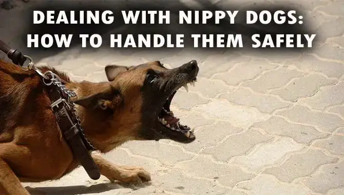Dealing With Nippy Dogs- How To Handle Them Safely