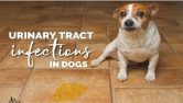 Dog Urinary Tract Infections Utes
