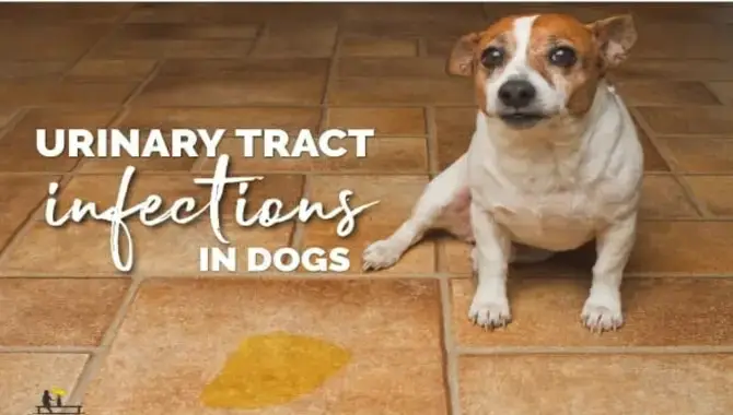 Dog Urinary Tract Infections Utes