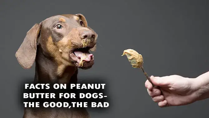 Facts On Peanut Butter For Dogs