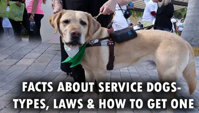 Facts About Service Dogs