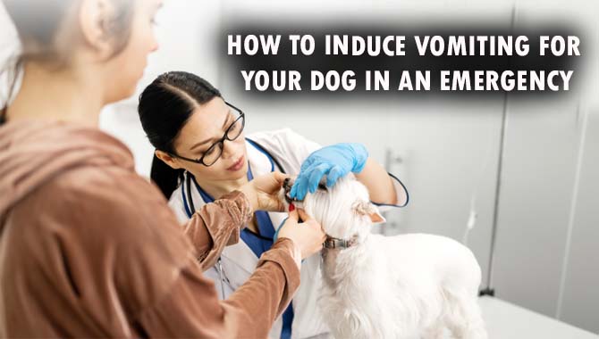 How To Induce Vomiting For Your Dog In An Emergency