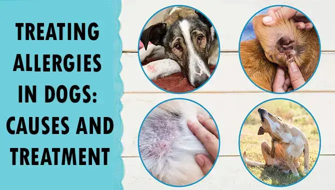Treating Allergies In Dogs