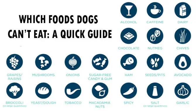 Which Foods Dogs Can’t Eat