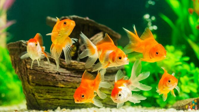 5 Easy Steps To Reduce Water Hardness In An Aquarium