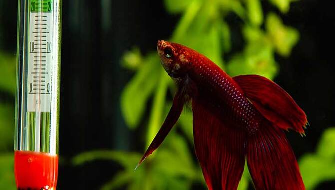 5 Easy Ways To Control Your Fish Tank Temperature