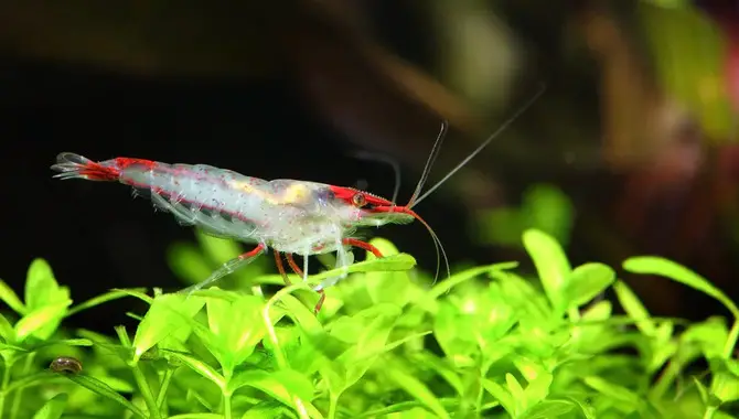 5 Tips For Setting Up Ghost Shrimp Terrarium