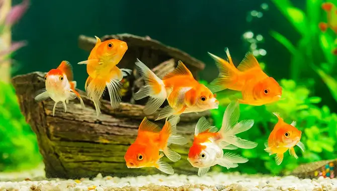 6 Easy Aquarium Plants For First-Time Fish Keepers