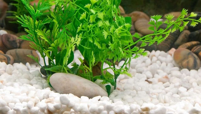 6 Tips To Anchor Aquarium Plants