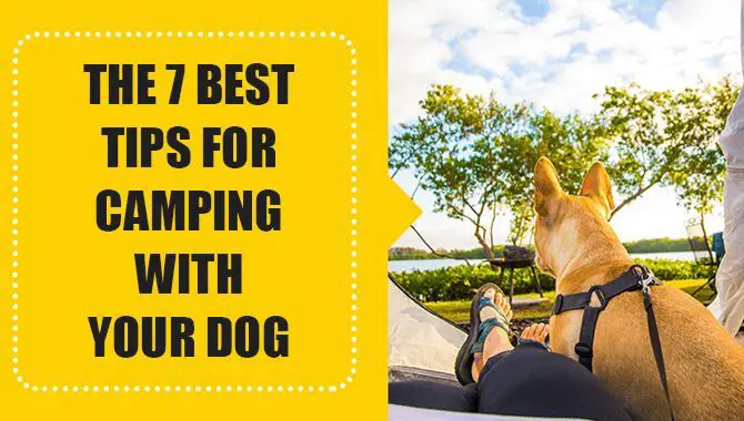 Best Tips For Camping With Your Dog