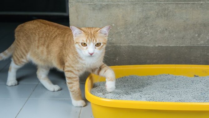 Chemical Compounds Found In Cat Urine
