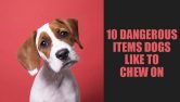 Dangerous Items Dogs Like To Chew On