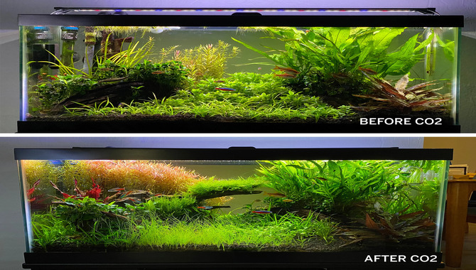 Effects Of Injecting CO2 In A Fish Tank