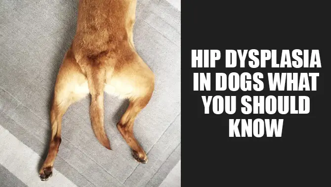 Hip Dysplasia In Dogs – What You Should Know