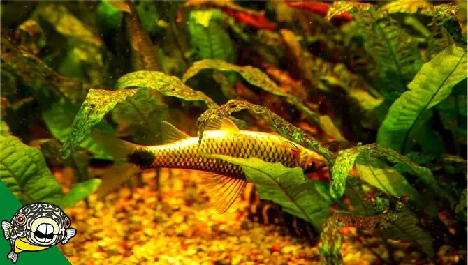 Home Remedies For Treating Browning Aquarium Plants
