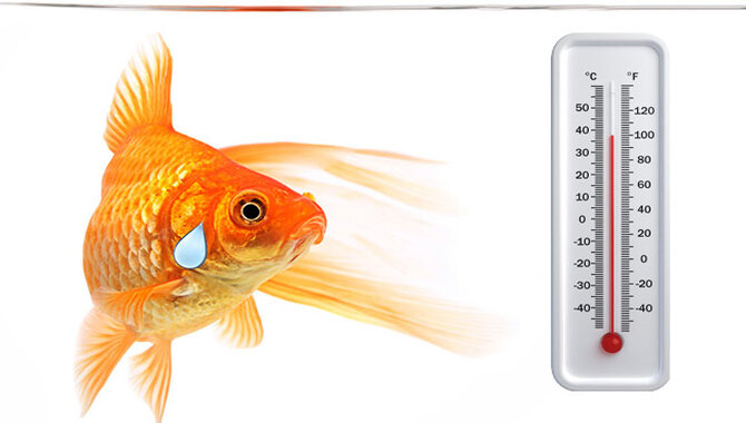 How To Adjust Your Fish Tank Temperature
