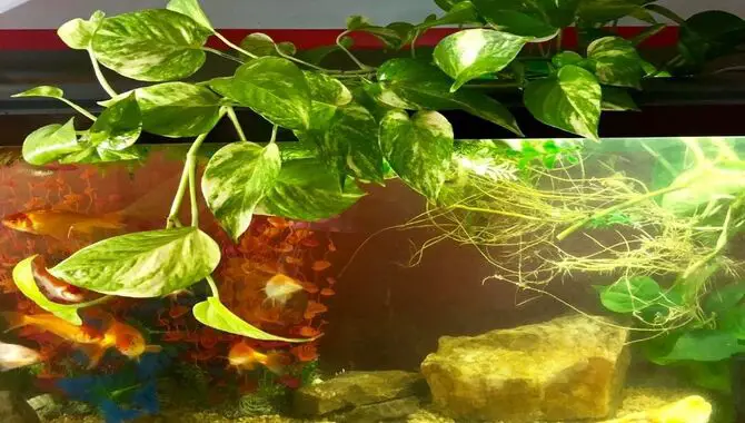 How To Care For Pothos In An Aquarium