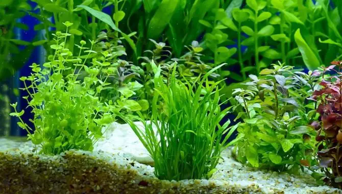 How To Choose Easy Aquarium Plants