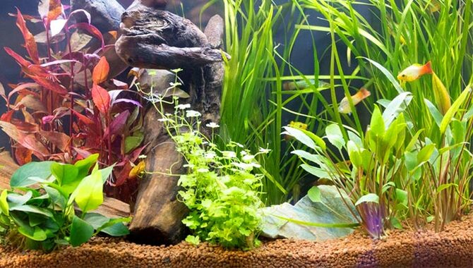 How To Grow Aquarium Plants
