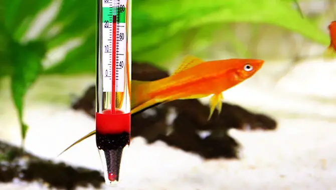 How To Maintain A Good Fish Tank Temperature