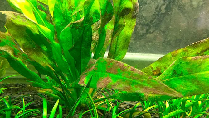 How To Prevent Browning In Aquarium Plants
