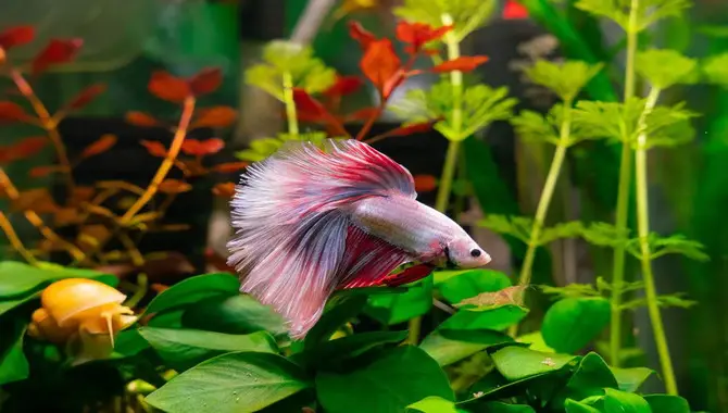 How To Take Care Of A Fish In A Planted Tank