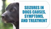 Seizures In Dogs