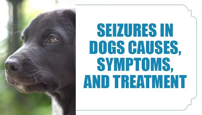Seizures In Dogs- Find Causes, Symptoms And Treatment