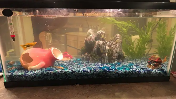Symptoms Of High Ammonia Levels In A Fish Tank