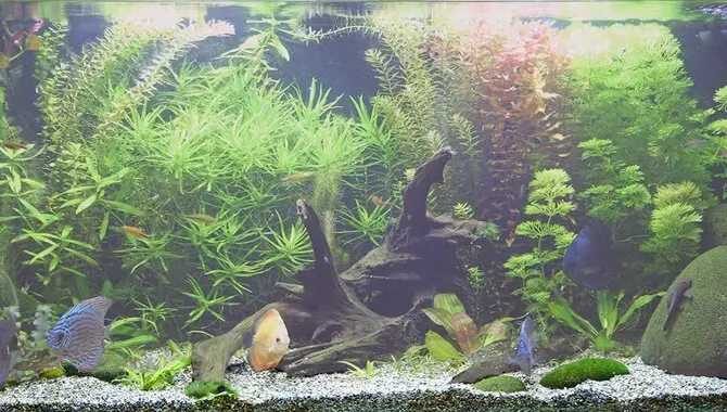 Tips For Getting Rid Of Cloudy Aquarium Water