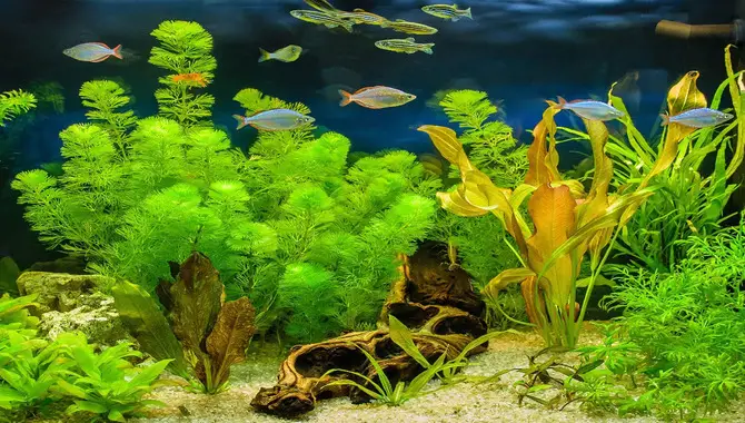 What Are Aquarium Plants