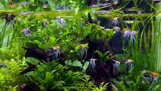 What Are The Benefits Of Keeping Fish In A Planted Tank