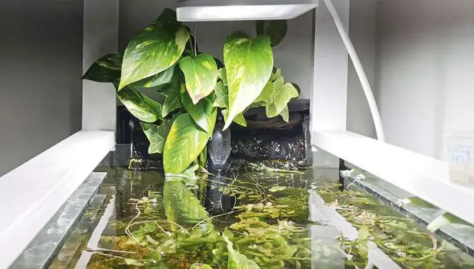 What Are The Dangers Of Keeping Pothos In An Aquarium